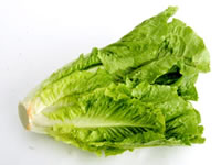 Lactuca scariola